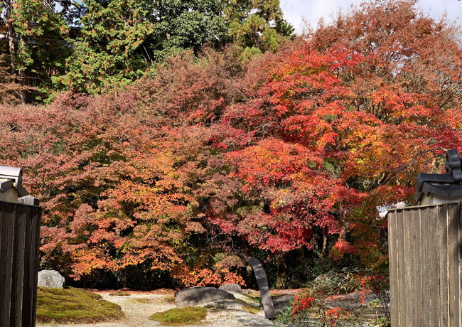 名残りの紅葉 今日の実相院 実相院門跡