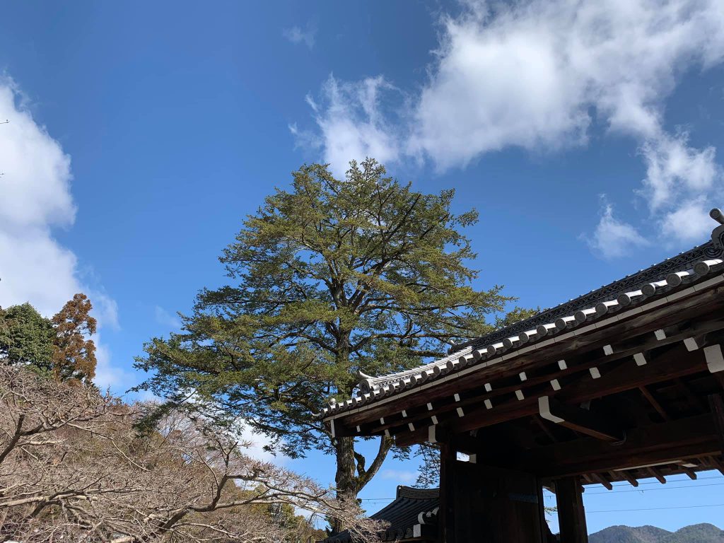 門の横に立つ栂（ツガ）