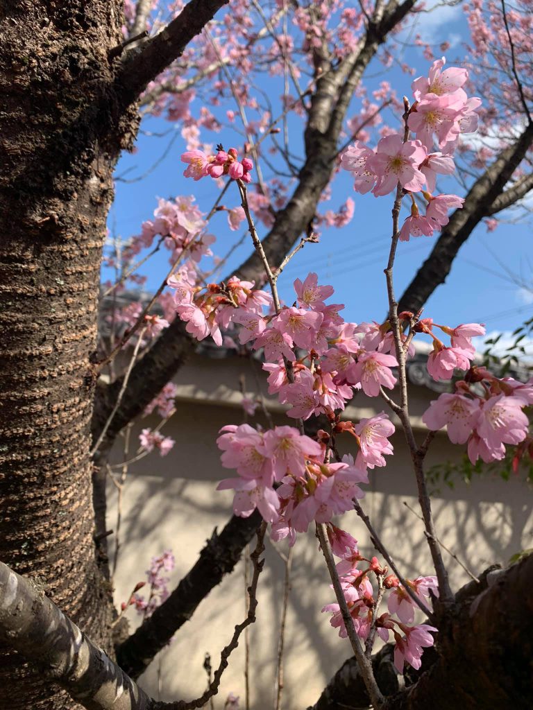 啓翁桜