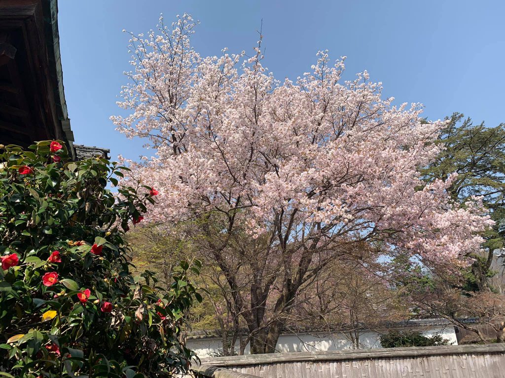 桜